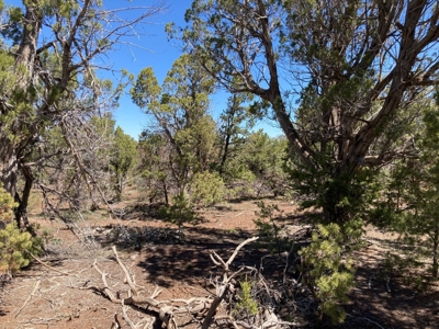 Land For Sale Mountain View Property Ouray County CO - image 14