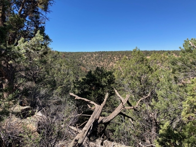 Land For Sale Mountain View Property Ouray County CO - image 8
