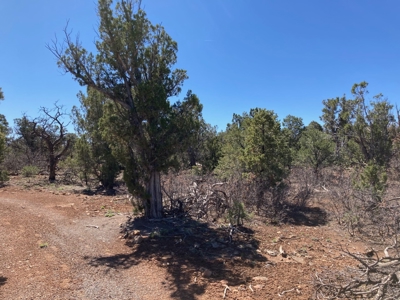 Land For Sale Mountain View Property Ouray County CO - image 4