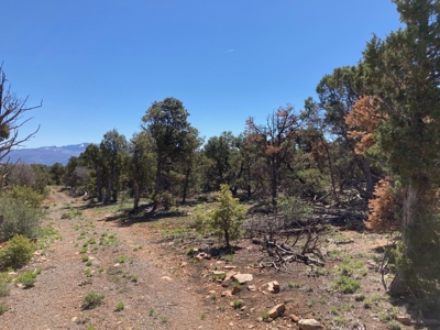 Land For Sale Mountain View Property Ouray County CO - image 3
