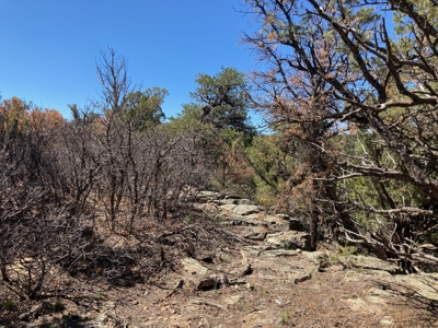 Land For Sale Mountain View Property Ouray County CO - image 6