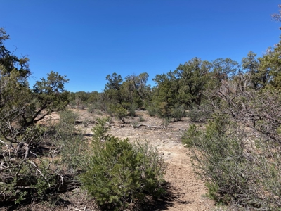 Land For Sale Mountain View Property Ouray County CO - image 10