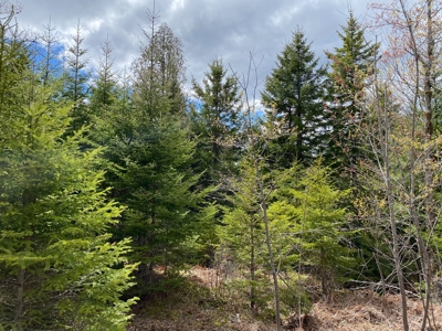 Lakefront Land For Sale | Maine Real Estate - image 16