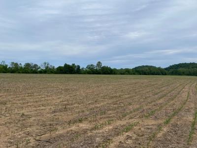 Pending Riverfront Land for Sale, Burkesville Kentucky - image 5