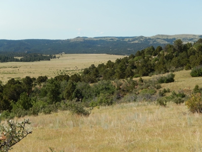 Colorado Mountain Ranch With Well & Springs in Teller County - image 9