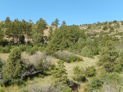Colorado Mountain Ranch With Well & Springs in Teller County - image 12