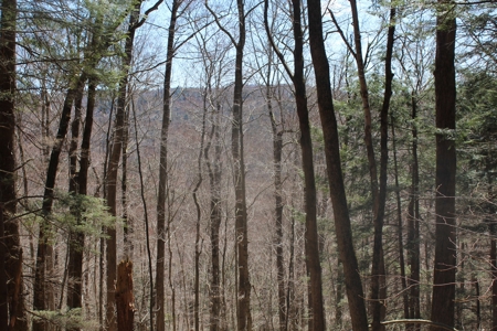 Trouttown, USA hunting lan across from the Willowemoc River. - image 5