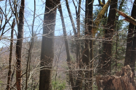 Trouttown, USA hunting lan across from the Willowemoc River. - image 2