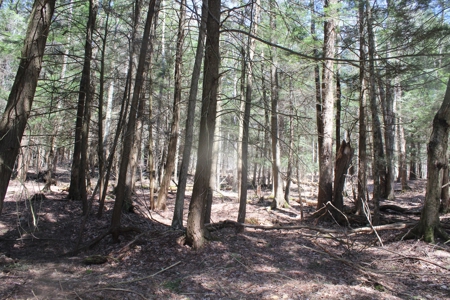Trouttown, USA hunting lan across from the Willowemoc River. - image 10