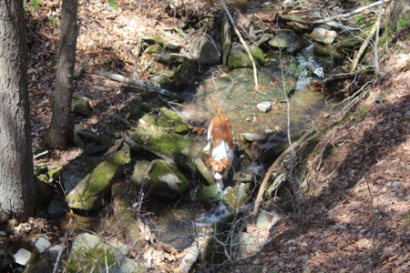 Trouttown, USA hunting lan across from the Willowemoc River. - image 6