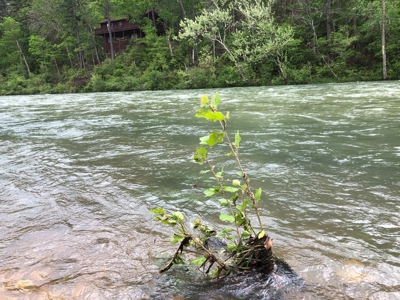 River Front Property for Sale in Southern Missouri Ozarks - image 11