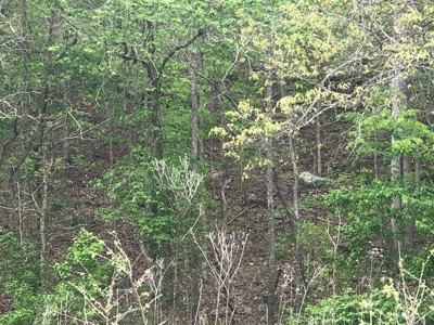 River Front Property for Sale in Southern Missouri Ozarks - image 2
