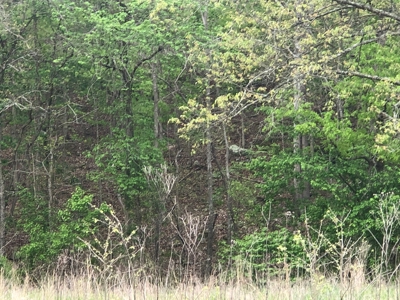 River Front Property for Sale in Southern Missouri Ozarks - image 3