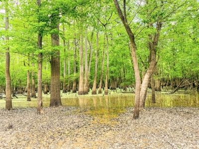 1260 Acres Riverfront Hunting Land for Sale, Port Gibson, MS - image 9
