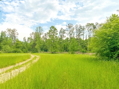 1260 Acres Riverfront Hunting Land for Sale, Port Gibson, MS - image 17