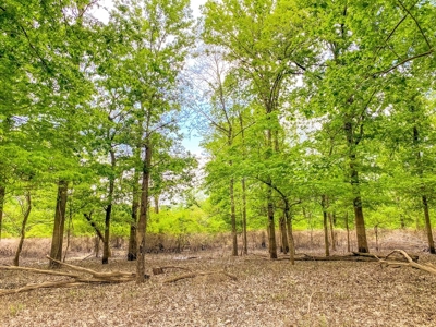 1260 Acres Riverfront Hunting Land for Sale, Port Gibson, MS - image 6