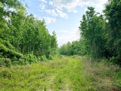1260 Acres Riverfront Hunting Land for Sale, Port Gibson, MS - image 21