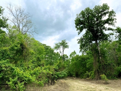 1260 Acres Riverfront Hunting Land for Sale, Port Gibson, MS - image 30