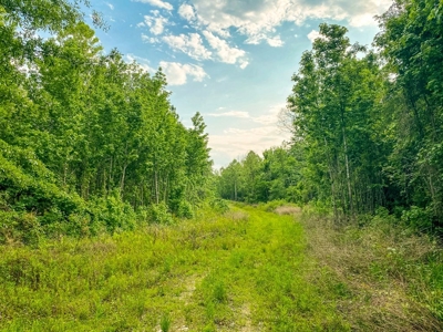 1260 Acres Riverfront Hunting Land for Sale, Port Gibson, MS - image 18