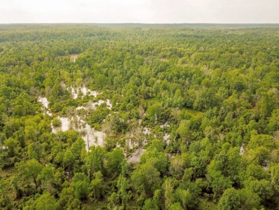 1260 Acres Riverfront Hunting Land for Sale, Port Gibson, MS - image 37