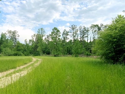1260 Acres Riverfront Hunting Land for Sale, Port Gibson, MS - image 19