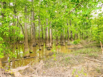 1260 Acres Riverfront Hunting Land for Sale, Port Gibson, MS - image 10