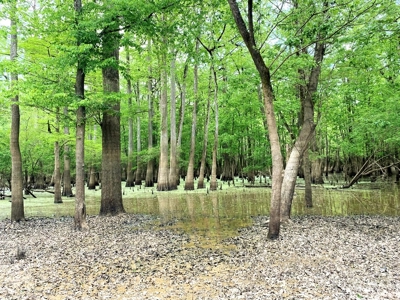 1260 Acres Riverfront Hunting Land for Sale, Port Gibson, MS - image 27
