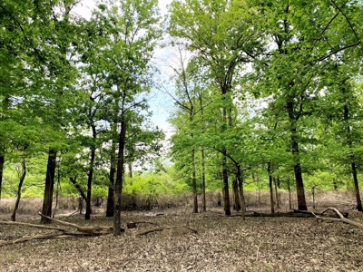 1260 Acres Riverfront Hunting Land for Sale, Port Gibson, MS - image 29