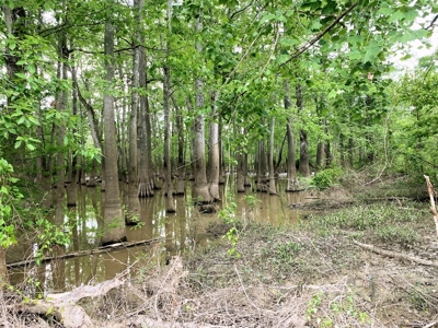1260 Acres Riverfront Hunting Land for Sale, Port Gibson, MS - image 26