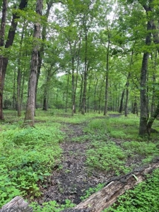 Duck And Deer Hunting Land Southeast Oklahoma - image 39