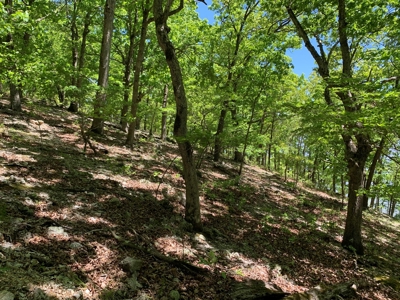 12.+/- Acres Waterfront Property Lake of the Ozarks 55MM - image 33