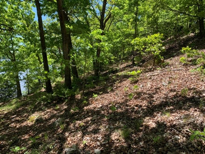 12.+/- Acres Waterfront Property Lake of the Ozarks 55MM - image 28