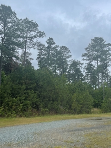 Timberland for sale in Columbia County Arkansas - image 2