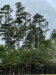 Timberland for sale in Columbia County Arkansas - image 4