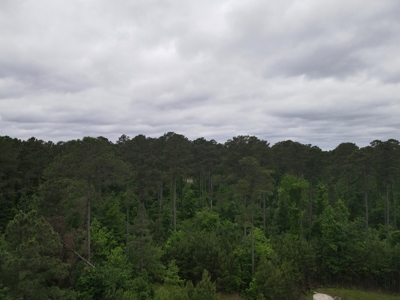 Timberland for sale in Columbia County Arkansas - image 25