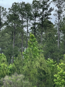 Timberland for sale in Columbia County Arkansas - image 5