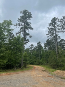 Timberland for sale in Columbia County Arkansas - image 7