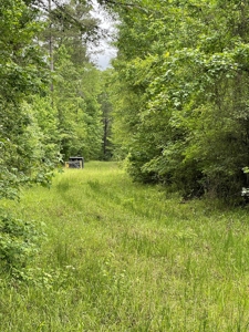 Timberland for sale in Columbia County Arkansas - image 10
