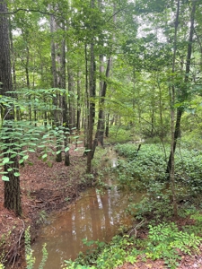 Timberland for sale in Columbia County Arkansas - image 6