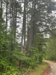 Timberland for sale in Columbia County Arkansas - image 20