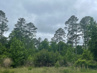 Timberland for sale in Columbia County Arkansas - image 16