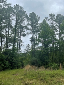 Timberland for sale in Columbia County Arkansas - image 11