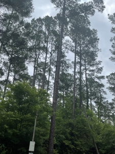Timberland for sale in Columbia County Arkansas - image 12