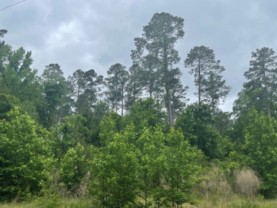 Timberland for sale in Columbia County Arkansas - image 17