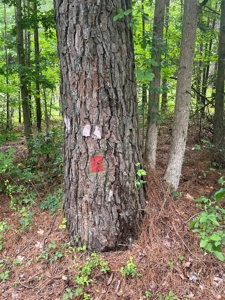 Timberland for sale in Columbia County Arkansas - image 22