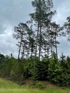 Timberland for sale in Columbia County Arkansas - image 15