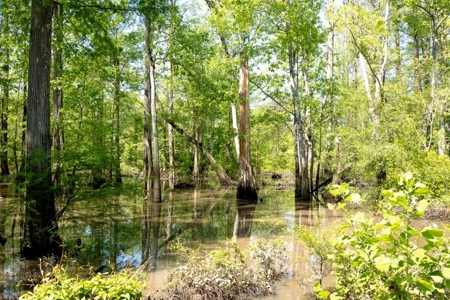 850 Acres Waterfront Hunting Land for Sale, Port Gibson, MS - image 7