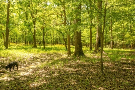 850 Acres Waterfront Hunting Land for Sale, Port Gibson, MS - image 32