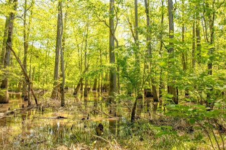850 Acres Waterfront Hunting Land for Sale, Port Gibson, MS - image 9