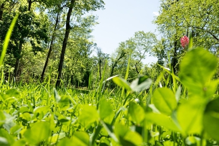 850 Acres Waterfront Hunting Land for Sale, Port Gibson, MS - image 14